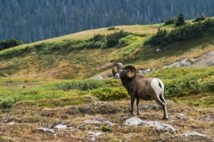 Bighorn in the Big Mountains