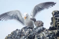 Western Gull and chick