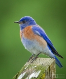 Western Bluebird - Male