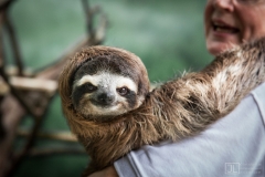 Sloth in Arms