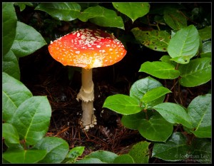 Amanita Mushroom