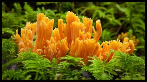 Coral Mushroom