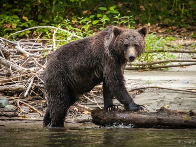 The Bears of Bella Coola