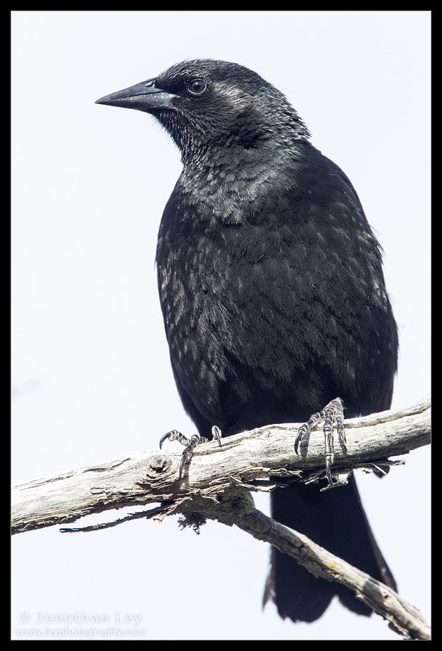 Photography by Jonathan Ley | Torres del Paine | Austral Blackbird